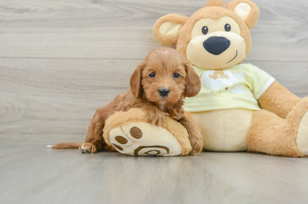 5 week old Mini Irish Doodle Puppy For Sale - Premier Pups