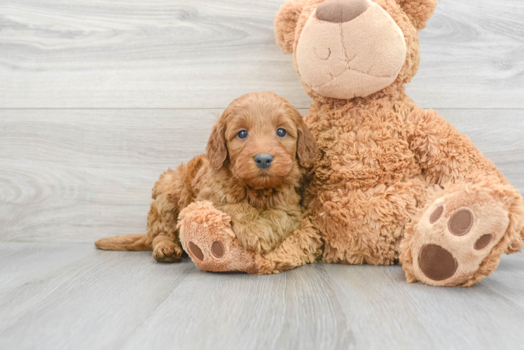 Fluffy Mini Irish Doodle Poodle Mix Pup