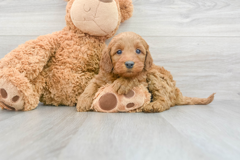 Adorable Irish Poodle Poodle Mix Puppy