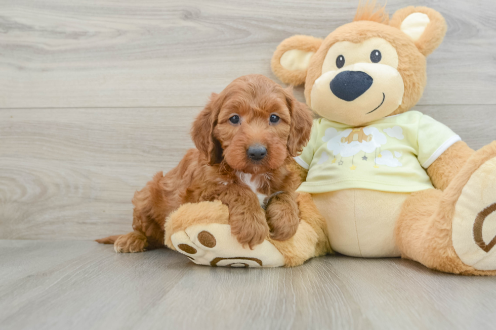 Adorable Irish Setterpoo Poodle Mix Puppy