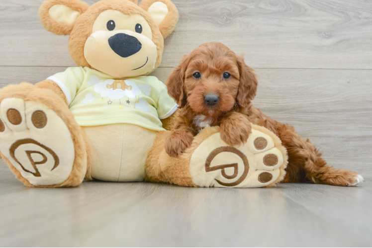 Petite Mini Irish Doodle Poodle Mix Pup