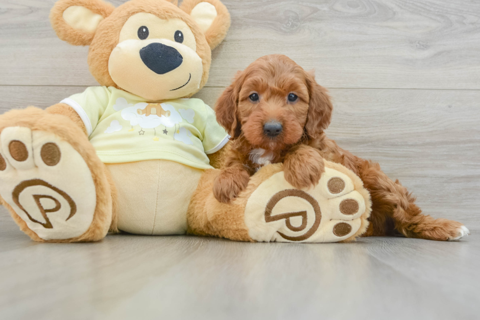 Petite Mini Irish Doodle Poodle Mix Pup