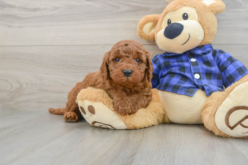 Meet Rachel - our Mini Irish Doodle Puppy Photo 1/3 - Premier Pups