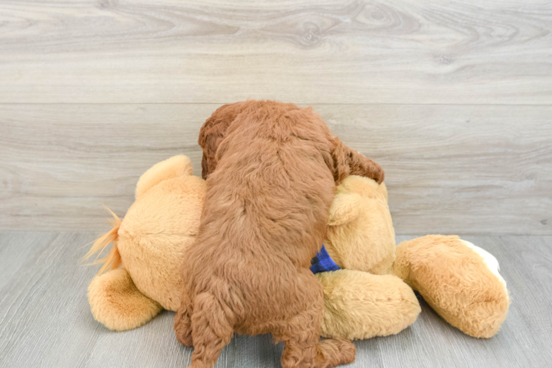 Meet Rachel - our Mini Irish Doodle Puppy Photo 2/3 - Premier Pups