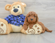 7 week old Mini Irish Doodle Puppy For Sale - Premier Pups