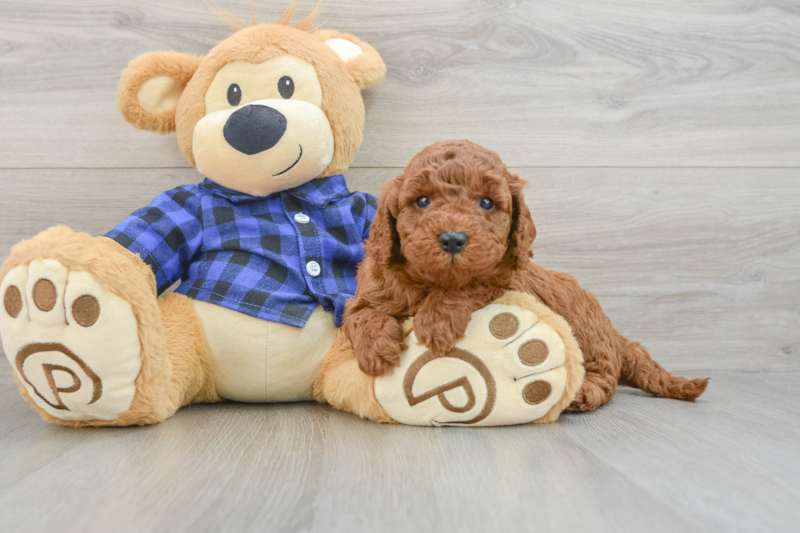 Meet Rachel - our Mini Irish Doodle Puppy Photo 3/3 - Premier Pups