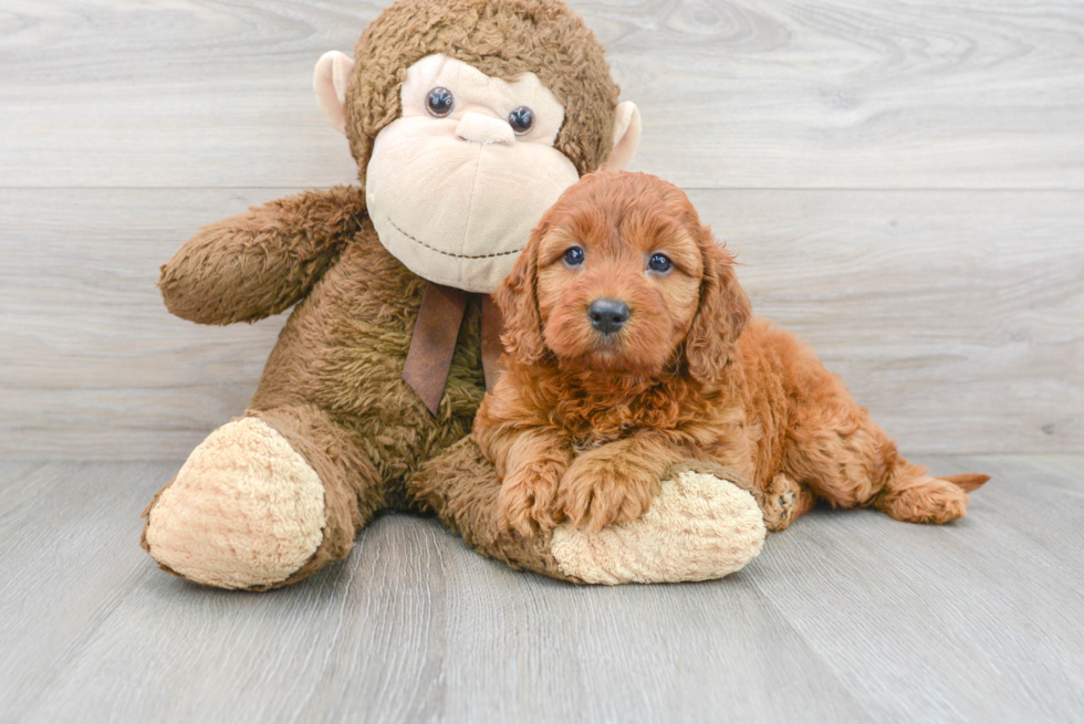 Best Mini Irish Doodle Baby