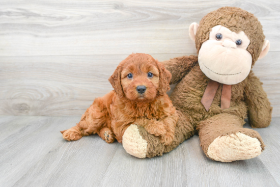 Best Mini Irish Doodle Baby