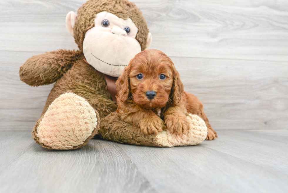 Energetic Irish Setter Poodle Mix Puppy