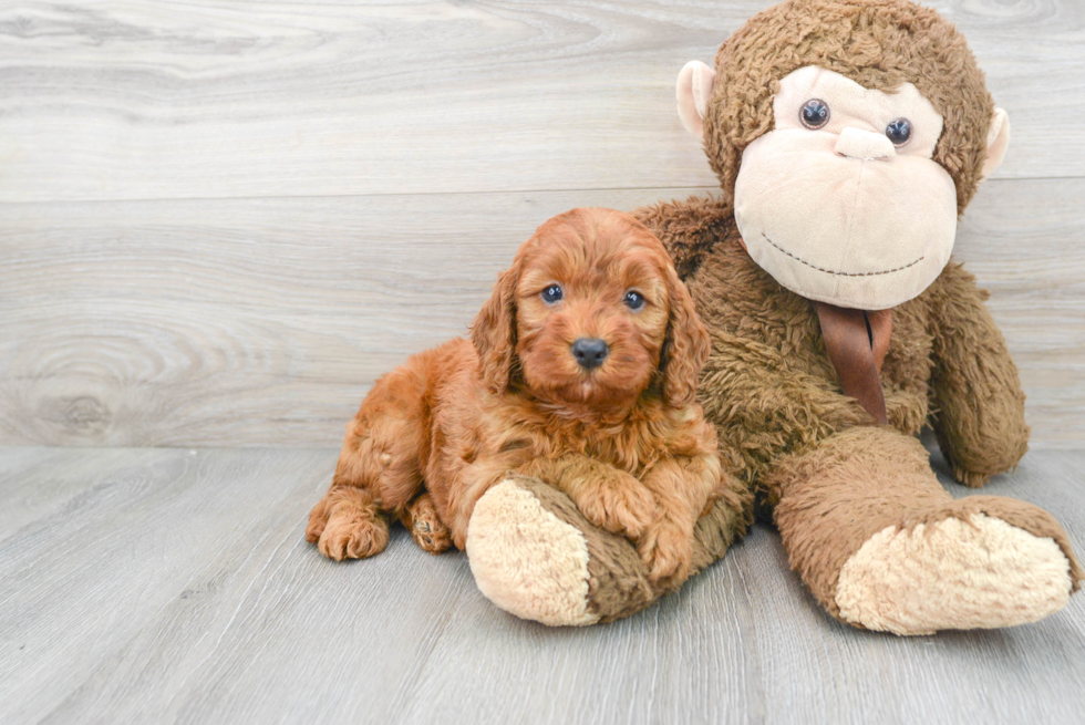 Little Mini Irishdoodle Poodle Mix Puppy