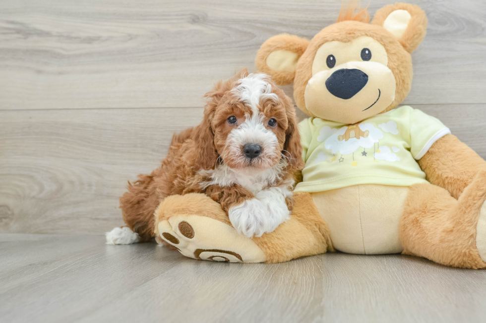 Energetic Irish Setterpoo Poodle Mix Puppy