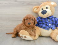 7 week old Mini Irish Doodle Puppy For Sale - Premier Pups