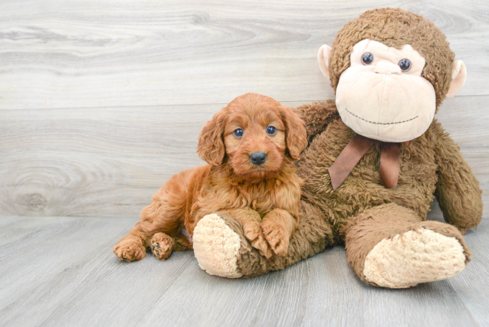 Mini Irish Doodle Pup Being Cute