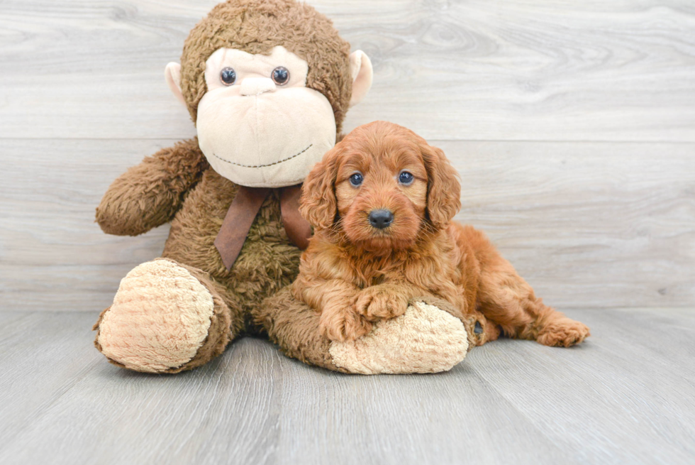 Mini Irish Doodle Puppy for Adoption