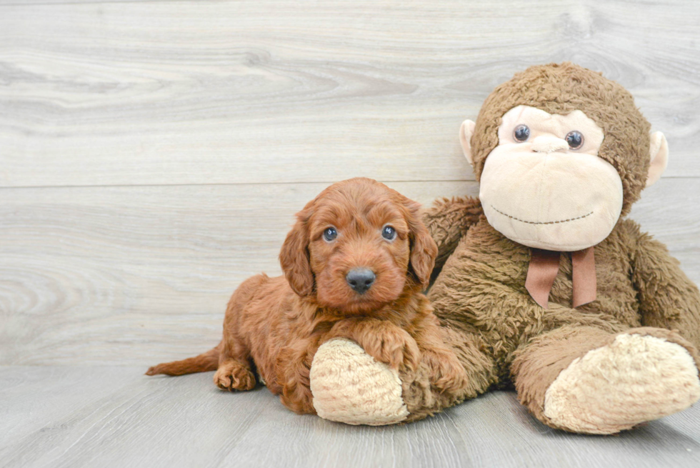 Mini Irish Doodle Pup Being Cute