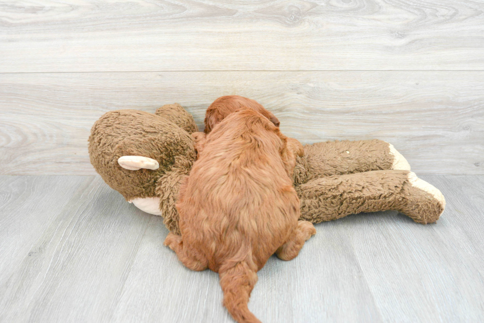 Popular Mini Irish Doodle Poodle Mix Pup
