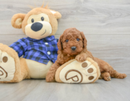 7 week old Mini Irish Doodle Puppy For Sale - Premier Pups