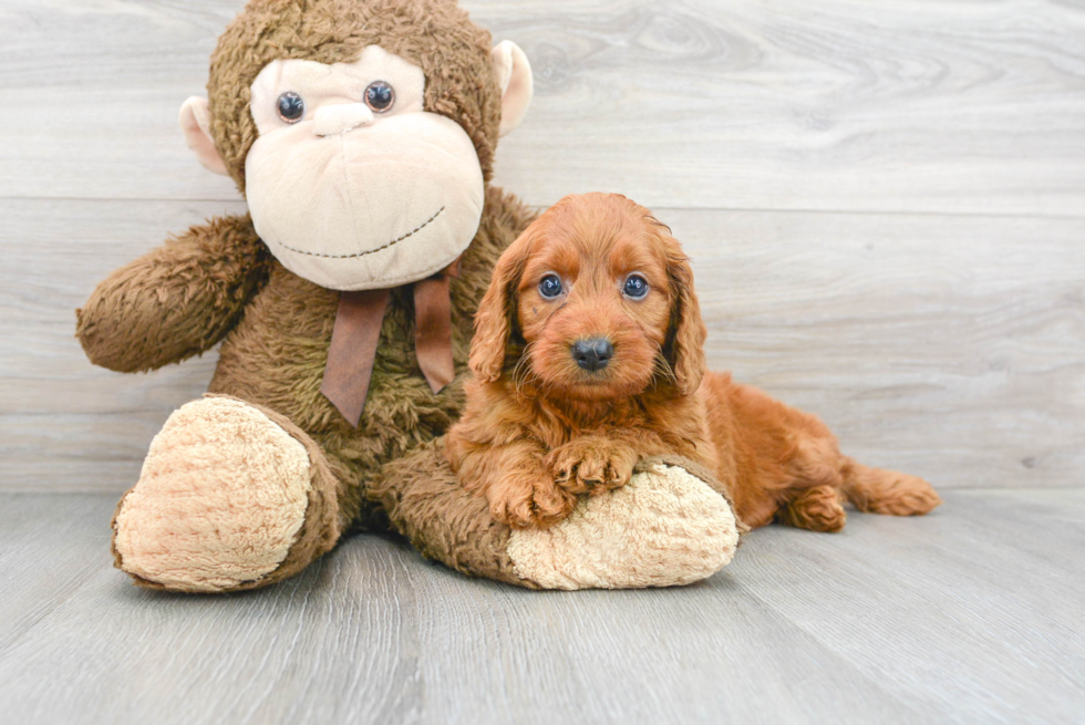 Popular Mini Irish Doodle Poodle Mix Pup