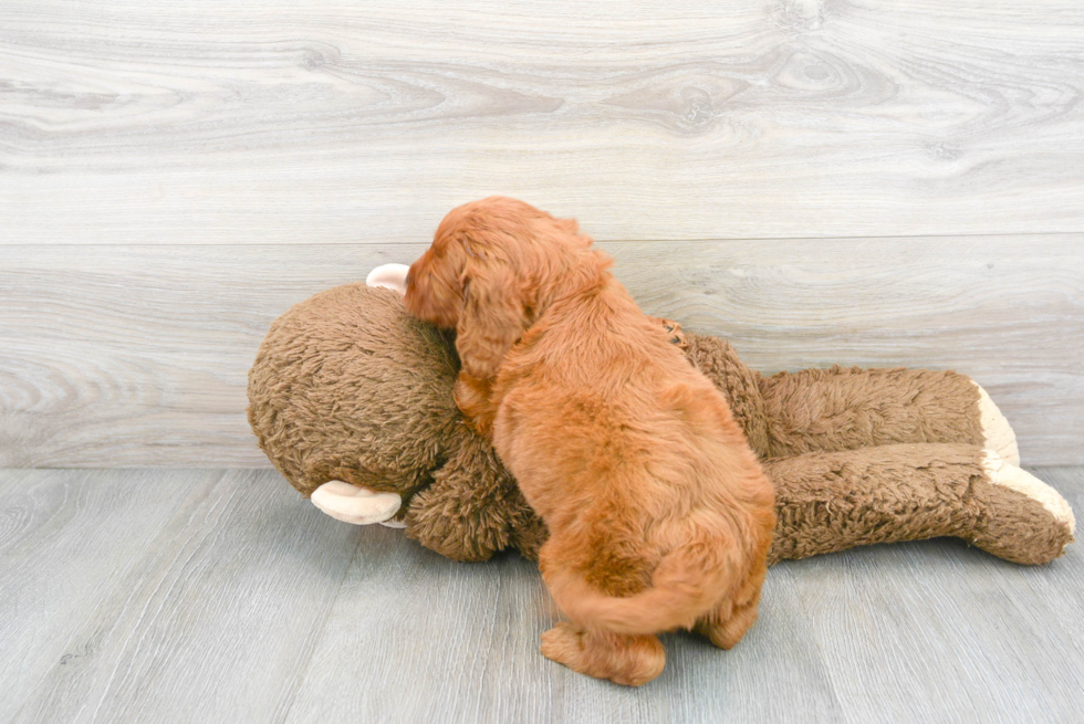 Energetic Irish Setter Poodle Mix Puppy