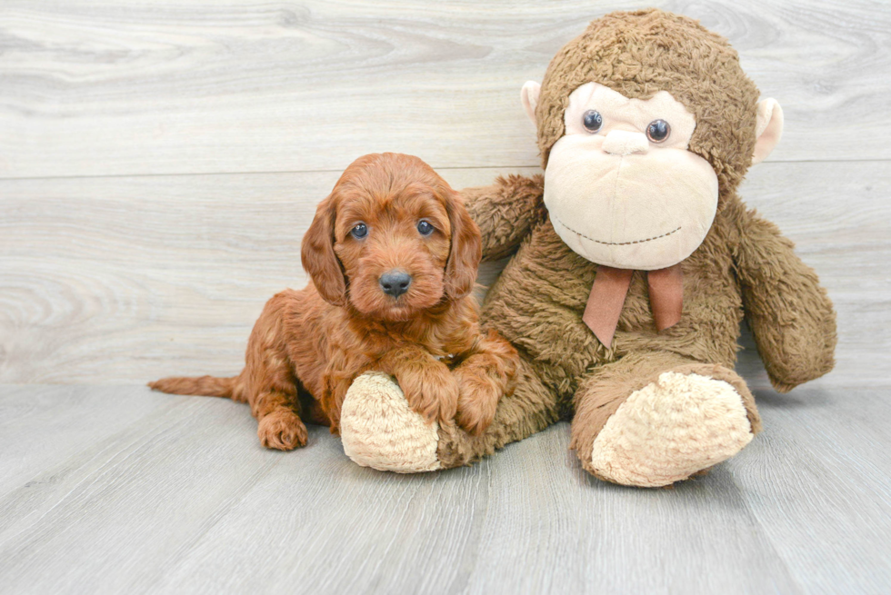 Smart Mini Irish Doodle Poodle Mix Pup