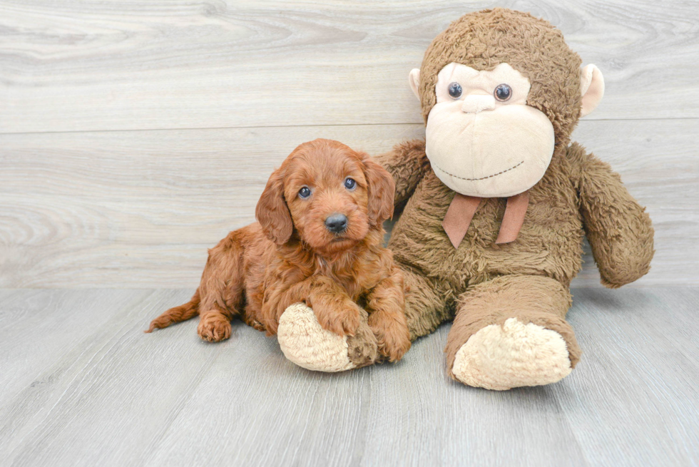 Playful Irish Doodle Poodle Mix Puppy