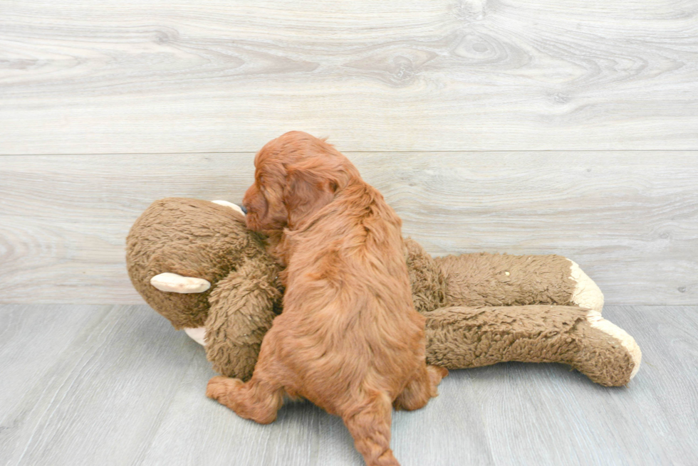 Energetic Irish Setter Poodle Mix Puppy