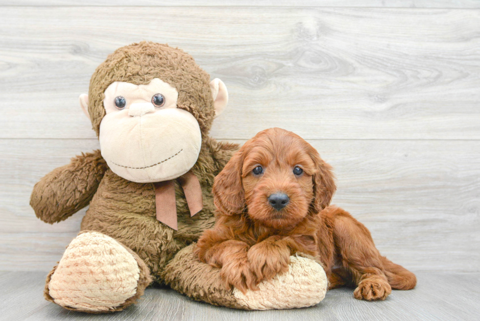 Popular Mini Irish Doodle Poodle Mix Pup