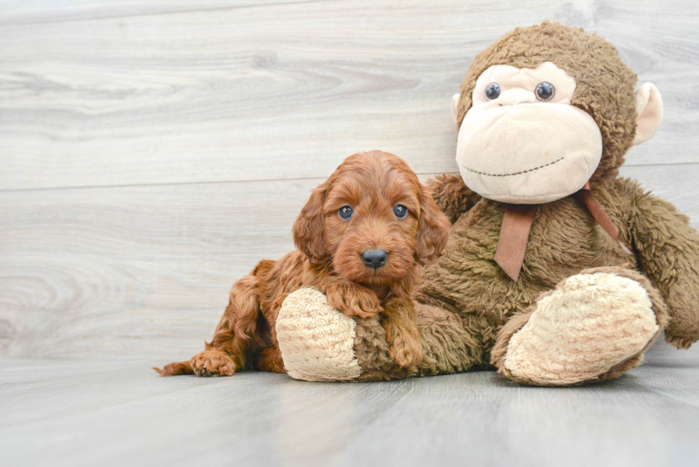 Mini Irish Doodle Puppy for Adoption