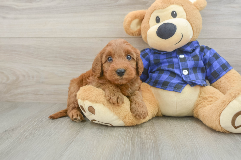 5 week old Mini Irish Doodle Puppy For Sale - Premier Pups
