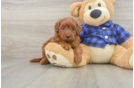 Best Mini Irish Doodle Baby