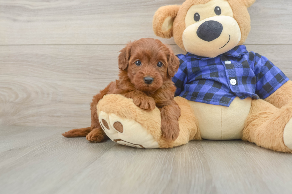 Best Mini Irish Doodle Baby