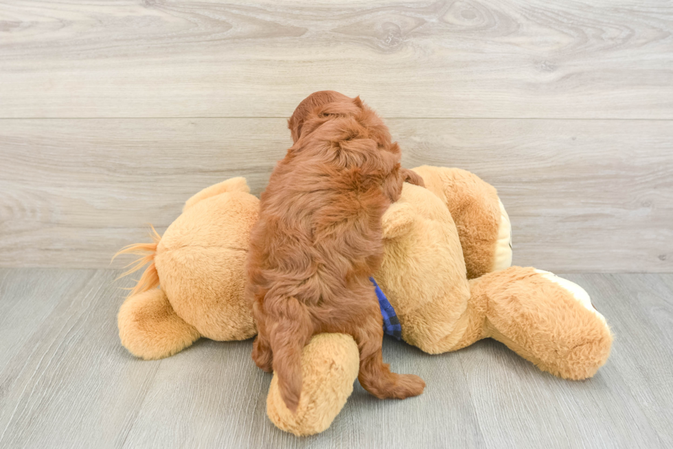 Best Mini Irish Doodle Baby