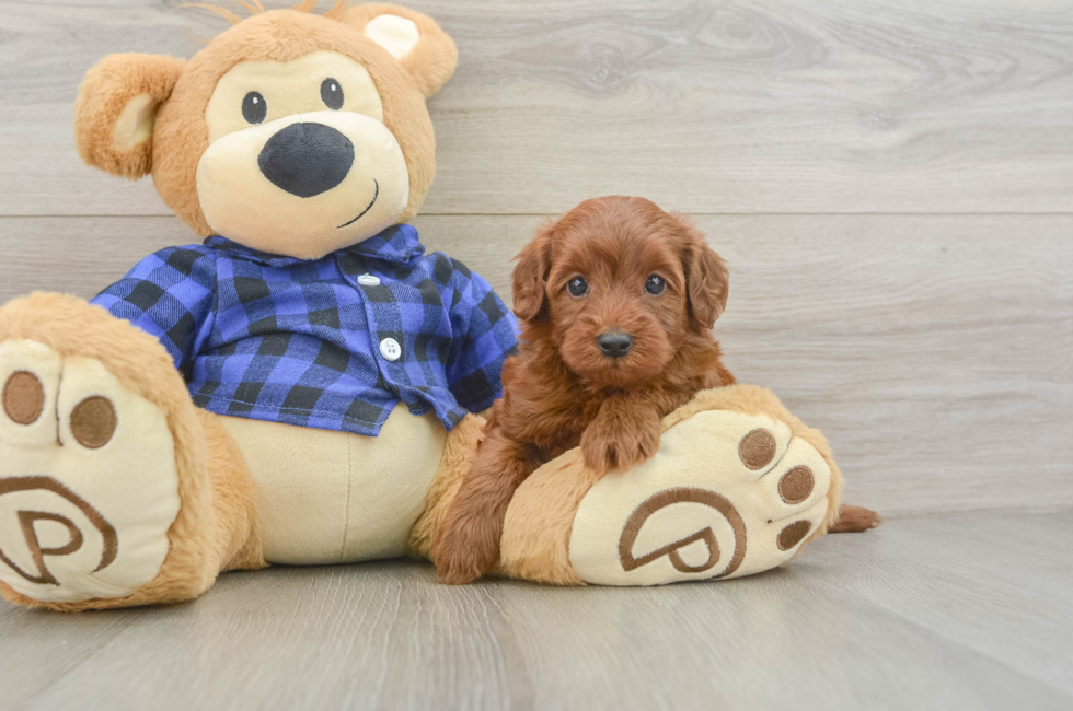 5 week old Mini Irish Doodle Puppy For Sale - Premier Pups
