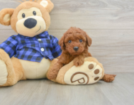 8 week old Mini Irish Doodle Puppy For Sale - Premier Pups