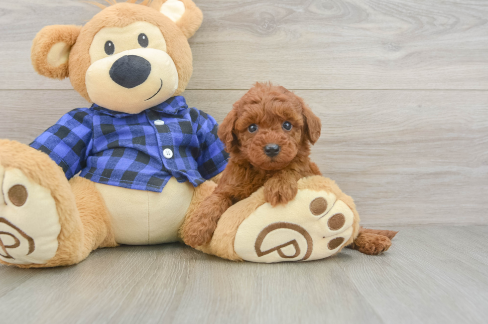 5 week old Mini Irish Doodle Puppy For Sale - Premier Pups