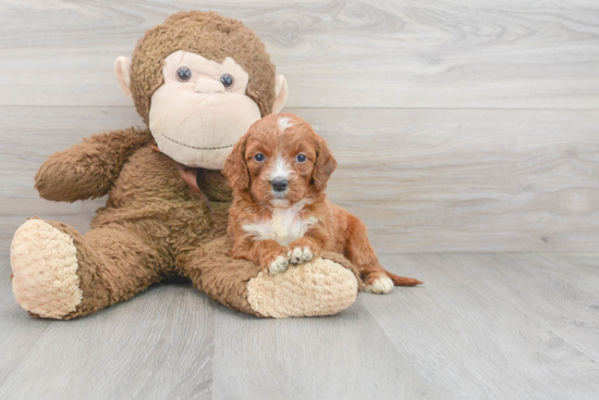 Mini Irish Doodle Pup Being Cute