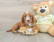 5 week old Mini Irish Doodle Puppy For Sale - Premier Pups