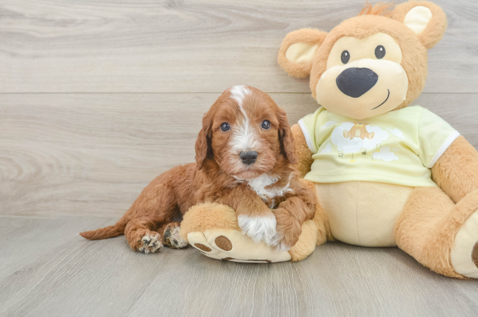 5 week old Mini Irish Doodle Puppy For Sale - Premier Pups