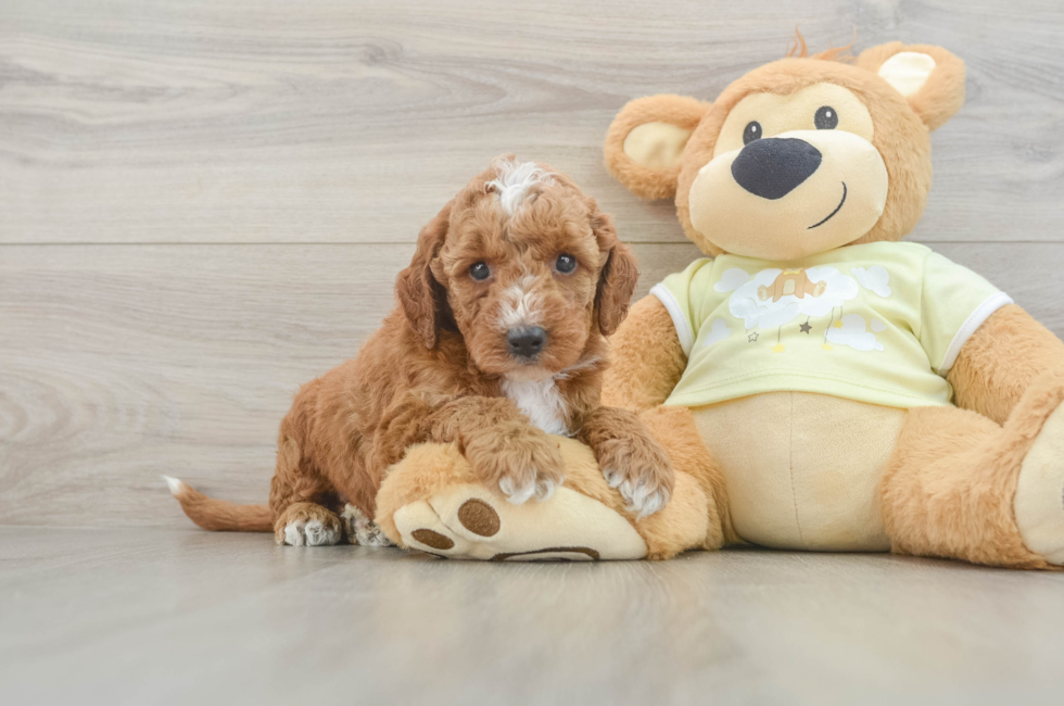 5 week old Mini Irish Doodle Puppy For Sale - Premier Pups