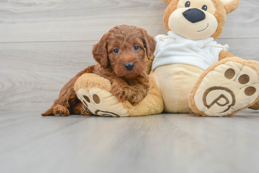 Mini Irish Doodle Puppy for Adoption