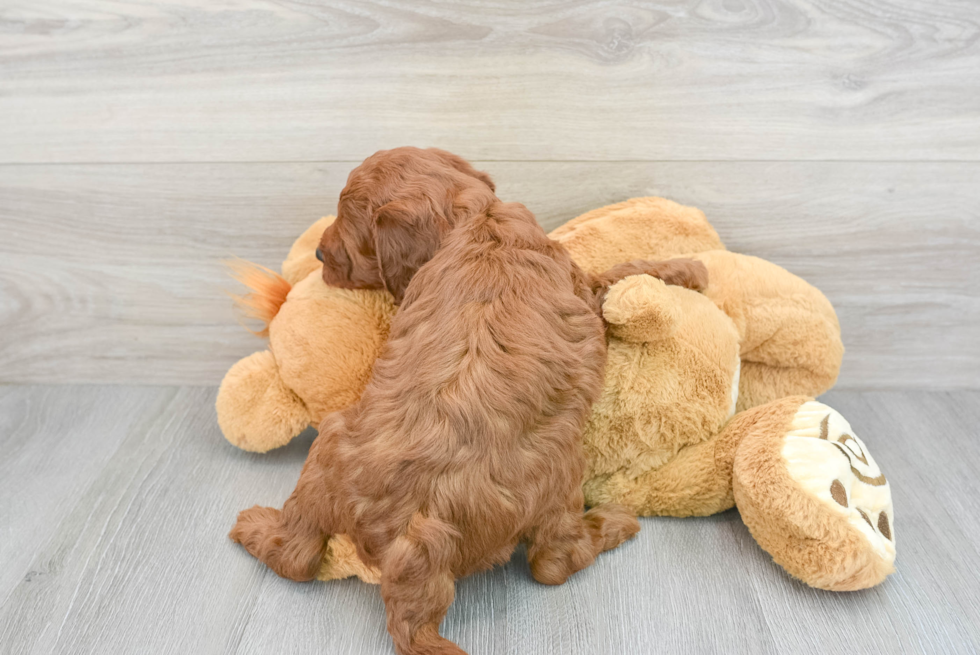 Sweet Mini Irish Doodle Baby