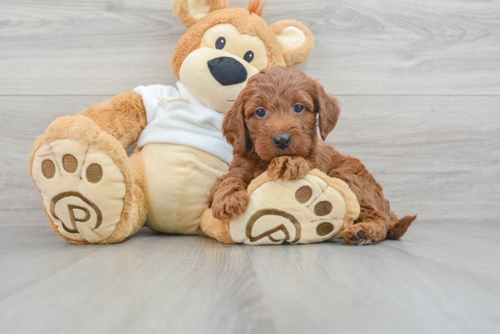 Best Mini Irish Doodle Baby