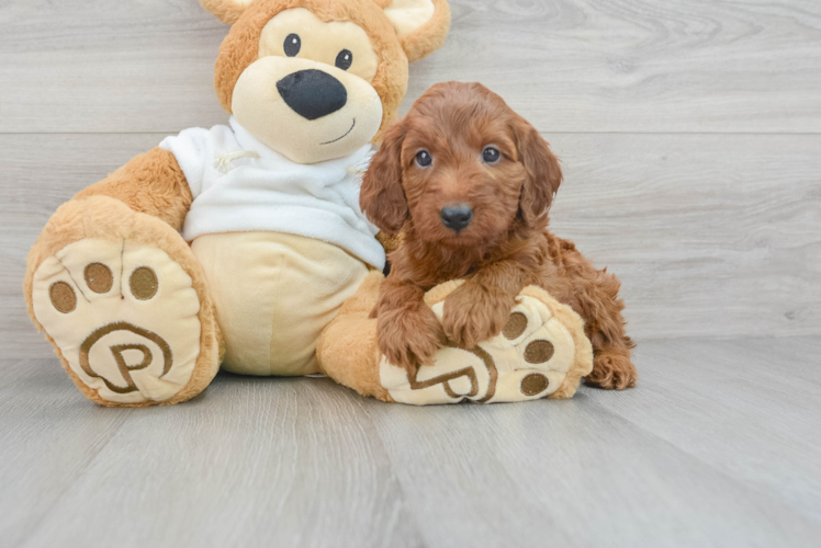 Funny Mini Irish Doodle Poodle Mix Pup