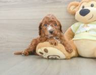 5 week old Mini Irish Doodle Puppy For Sale - Premier Pups