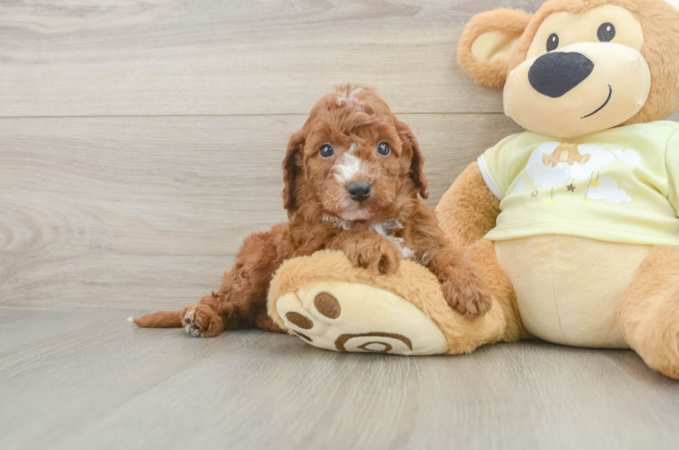 5 week old Mini Irish Doodle Puppy For Sale - Premier Pups