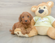 5 week old Mini Irish Doodle Puppy For Sale - Premier Pups