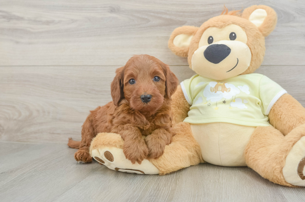 5 week old Mini Irish Doodle Puppy For Sale - Premier Pups