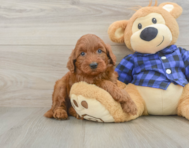 6 week old Mini Irish Doodle Puppy For Sale - Premier Pups