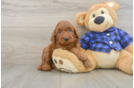 Mini Irish Doodle Pup Being Cute
