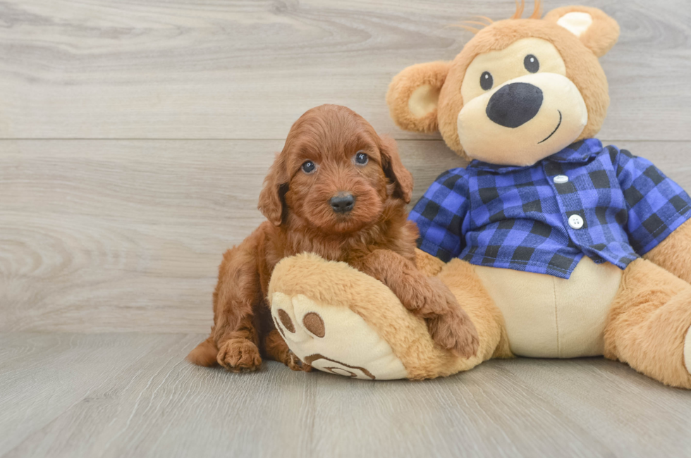 5 week old Mini Irish Doodle Puppy For Sale - Premier Pups